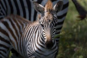 Hasta el Remoto North Luangwa