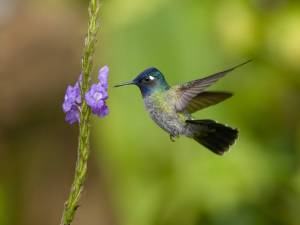 Para&iacute;so verde