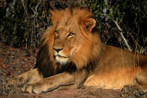 Sue&ntilde;o Sudafricano 2026