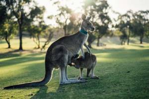 Maravillas de Australia